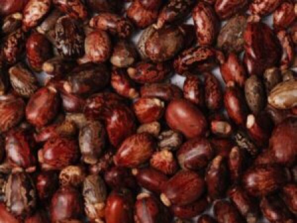 Castor-Seeds