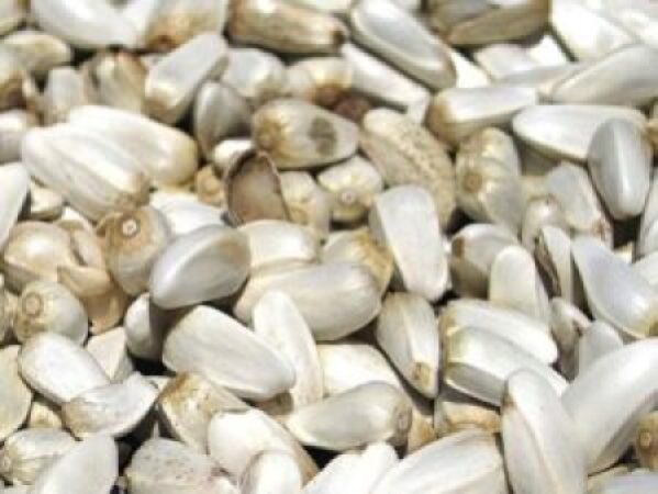 Sunflower-Seeds