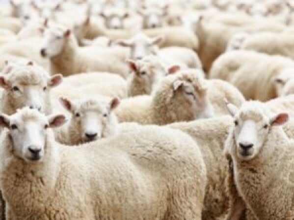 Sheep