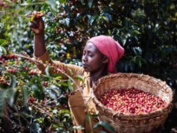 Sidama-Coffee