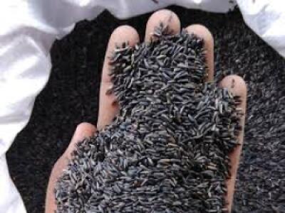 Graines de Niger (Ramtil)