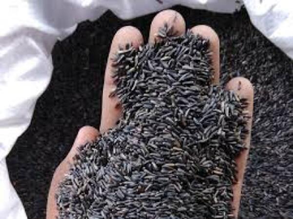 Graines de Niger (Ramtil)