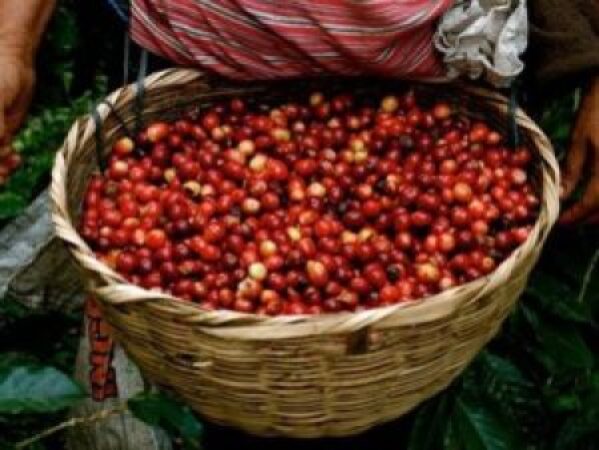 Yirgacheffe-Coffee