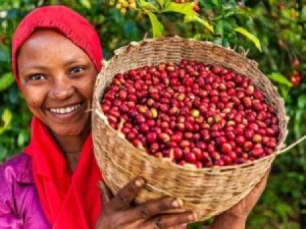 Guji-Coffee