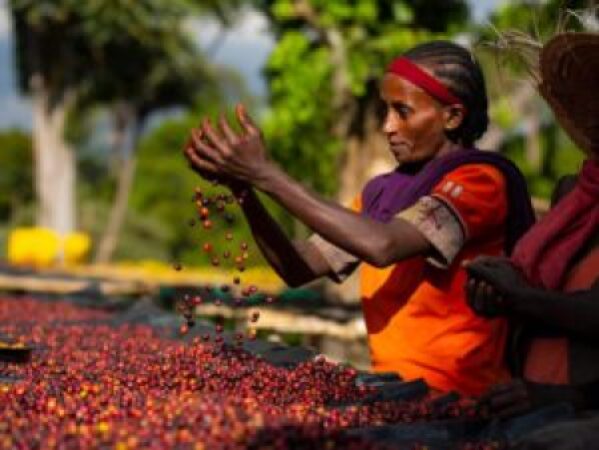 Limu-Coffee